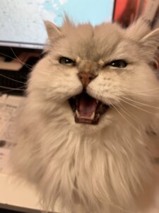 本日の営業代行 ポスティング実況中継
