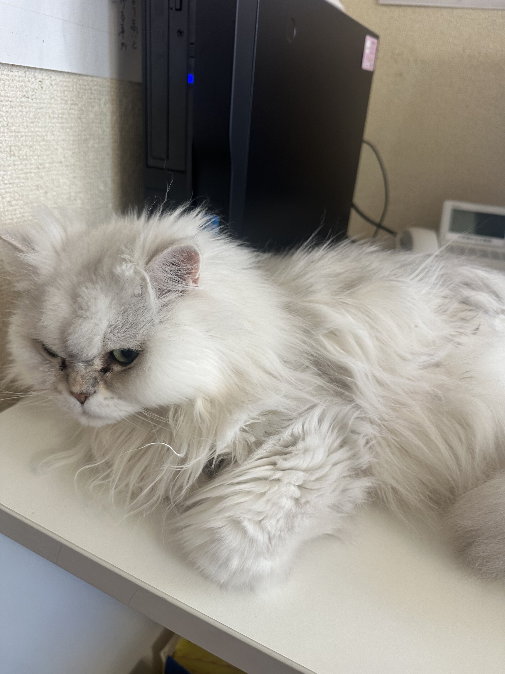 本日の営業代行 ポスティング実況中継