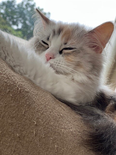 本日の営業代行 ポスティング実況中継