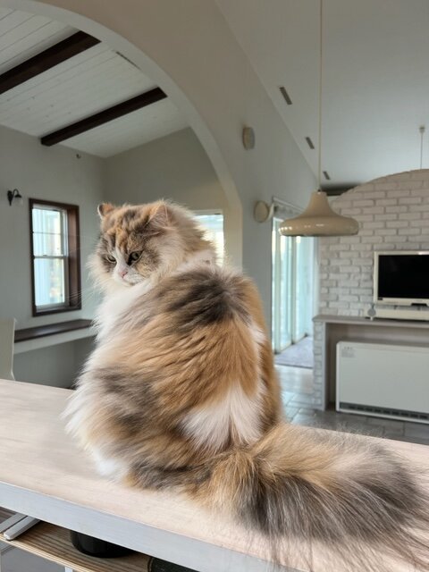 本日の営業代行 ポスティング実況中継