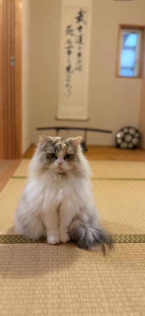 本日の営業代行 ポスティング実況中継